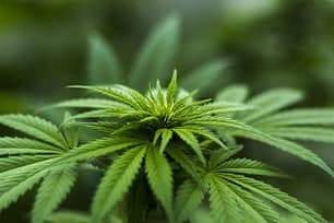 marijuana leaves